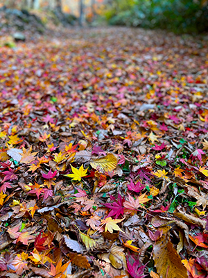 カラフルな落ち葉の絨毯