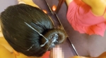 髪射: お団子ヘアーの中心に亀頭なすりつけて髪射